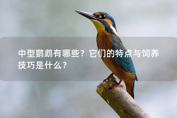 中型鹦鹉有哪些？它们的特点与饲养技巧是什么？