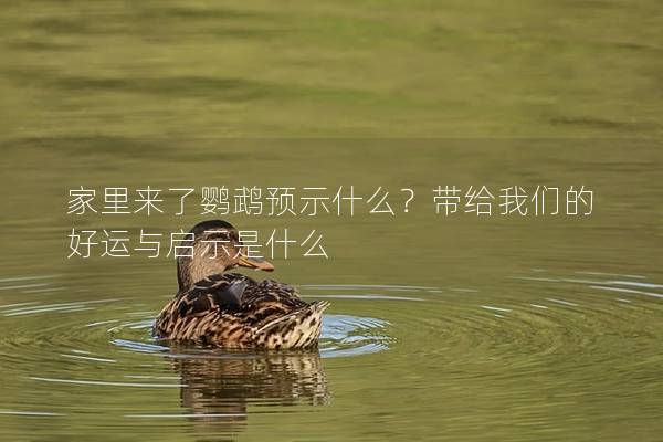 家里来了鹦鹉预示什么？带给我们的好运与启示是什么