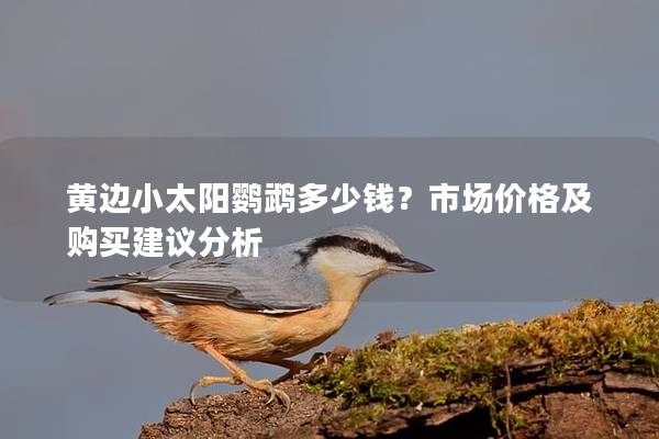 黄边小太阳鹦鹉多少钱？市场价格及购买建议分析