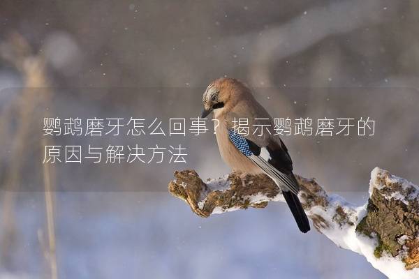 鹦鹉磨牙怎么回事？揭示鹦鹉磨牙的原因与解决方法
