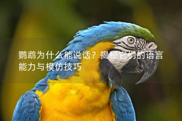 鹦鹉为什么能说话？揭秘它们的语言能力与模仿技巧