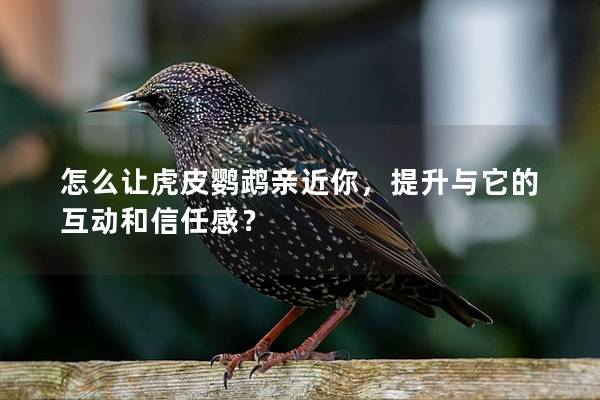 怎么让虎皮鹦鹉亲近你，提升与它的互动和信任感？