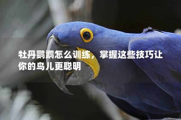 牡丹鹦鹉怎么训练，掌握这些技巧让你的鸟儿更聪明