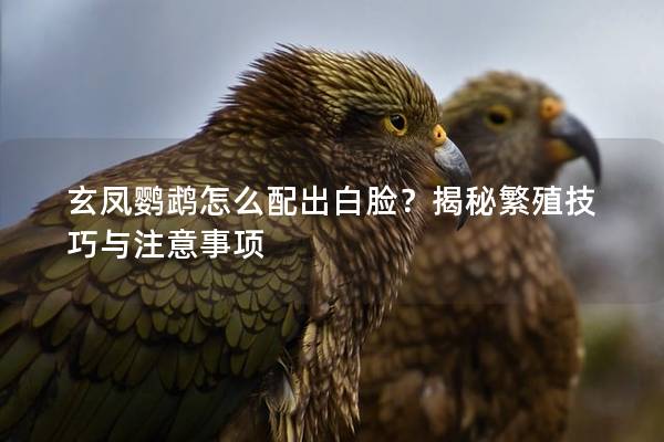 玄凤鹦鹉怎么配出白脸？揭秘繁殖技巧与注意事项