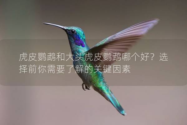 虎皮鹦鹉和大头虎皮鹦鹉哪个好？选择前你需要了解的关键因素