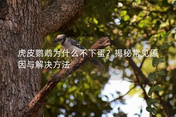虎皮鹦鹉为什么不下蛋？揭秘常见原因与解决方法