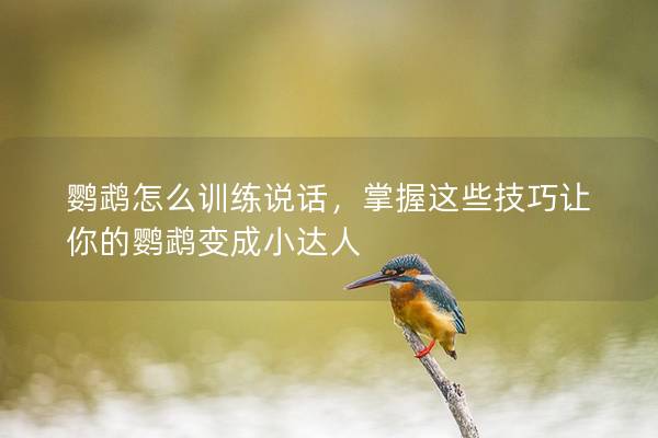 鹦鹉怎么训练说话，掌握这些技巧让你的鹦鹉变成小达人