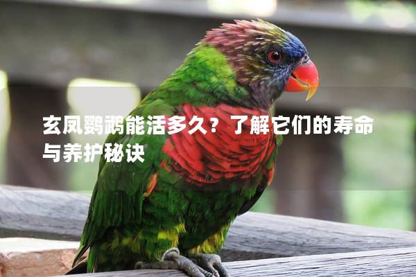 玄凤鹦鹉能活多久？了解它们的寿命与养护秘诀