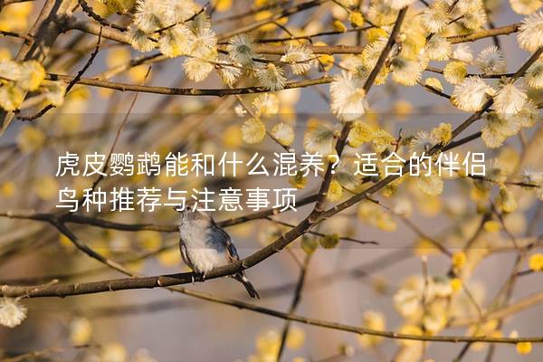 虎皮鹦鹉能和什么混养？适合的伴侣鸟种推荐与注意事项