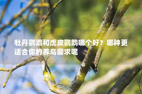 牡丹鹦鹉和虎皮鹦鹉哪个好？哪种更适合你的养鸟需求呢