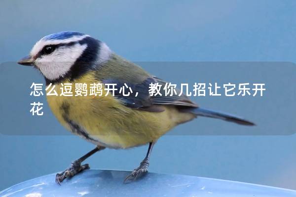 怎么逗鹦鹉开心，教你几招让它乐开花