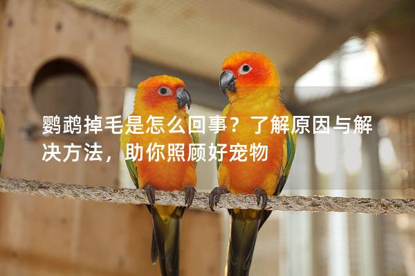 鹦鹉掉毛是怎么回事？了解原因与解决方法，助你照顾好宠物