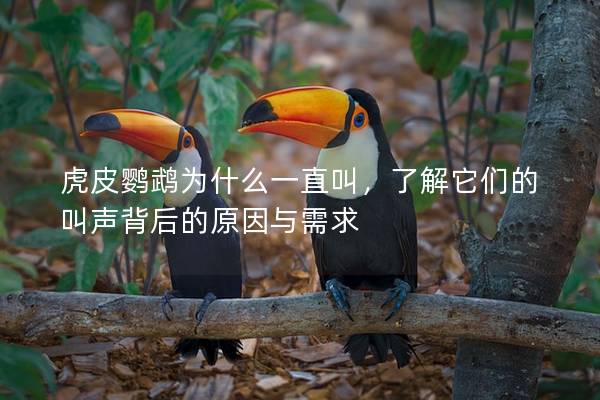 虎皮鹦鹉为什么一直叫，了解它们的叫声背后的原因与需求