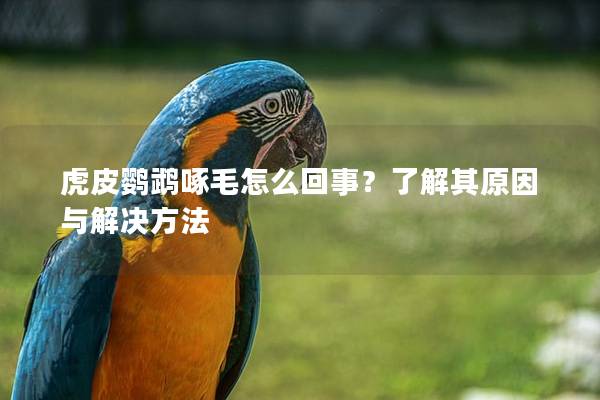 虎皮鹦鹉啄毛怎么回事？了解其原因与解决方法