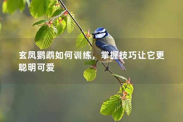 玄凤鹦鹉如何训练，掌握技巧让它更聪明可爱