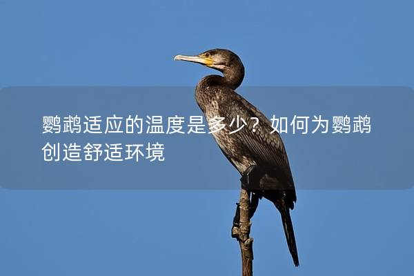 鹦鹉适应的温度是多少？如何为鹦鹉创造舒适环境