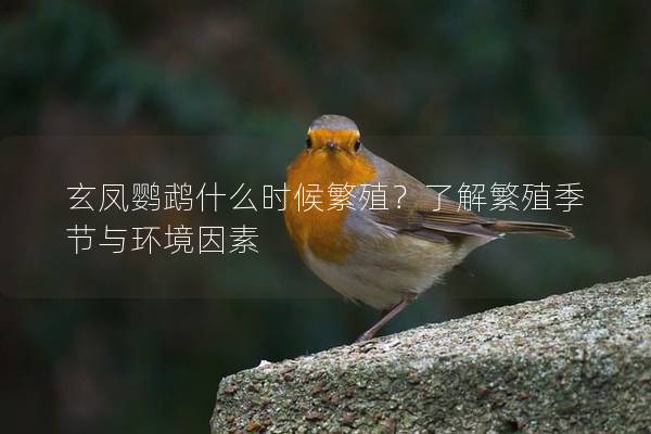 玄凤鹦鹉什么时候繁殖？了解繁殖季节与环境因素