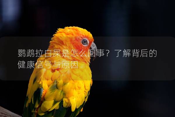 鹦鹉拉白屎是怎么回事？了解背后的健康信号与原因