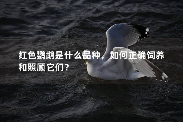 红色鹦鹉是什么品种，如何正确饲养和照顾它们？