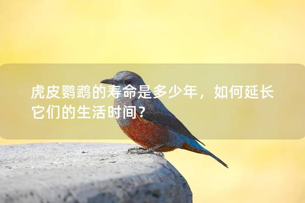 虎皮鹦鹉的寿命是多少年，如何延长它们的生活时间？