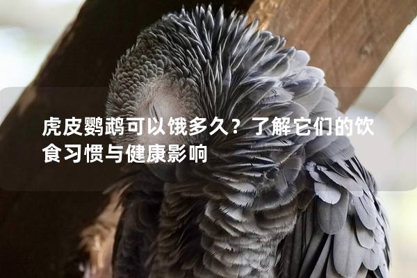 虎皮鹦鹉可以饿多久？了解它们的饮食习惯与健康影响