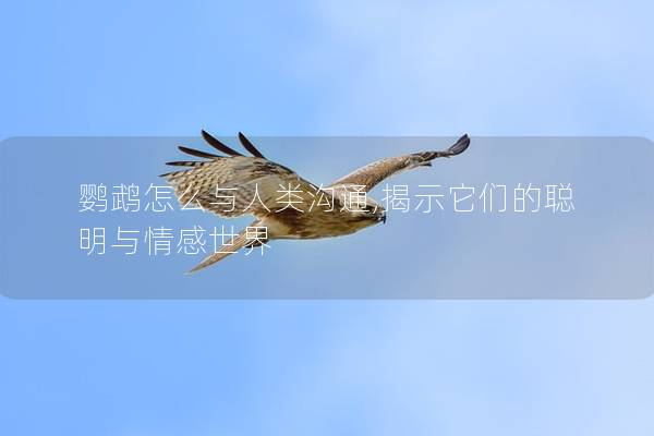鹦鹉怎么与人类沟通,揭示它们的聪明与情感世界