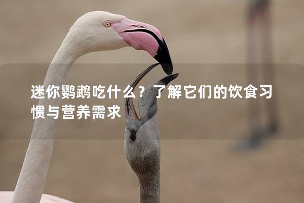 迷你鹦鹉吃什么？了解它们的饮食习惯与营养需求