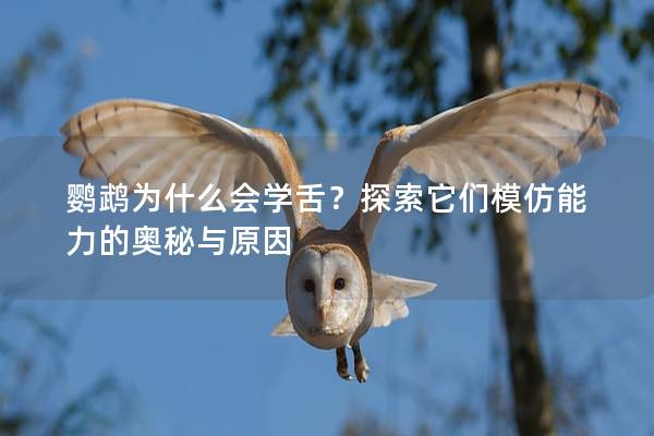 鹦鹉为什么会学舌？探索它们模仿能力的奥秘与原因