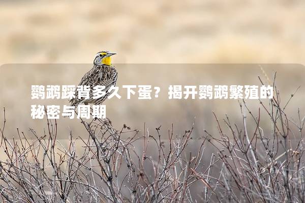 鹦鹉踩背多久下蛋？揭开鹦鹉繁殖的秘密与周期