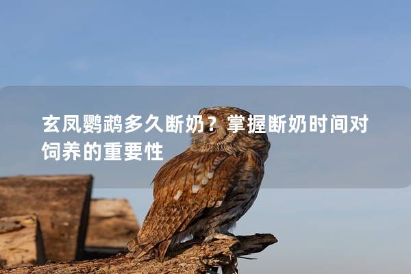 玄凤鹦鹉多久断奶？掌握断奶时间对饲养的重要性