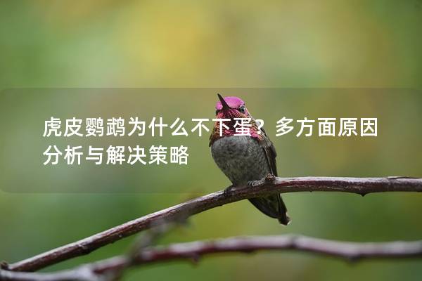 虎皮鹦鹉为什么不下蛋？多方面原因分析与解决策略