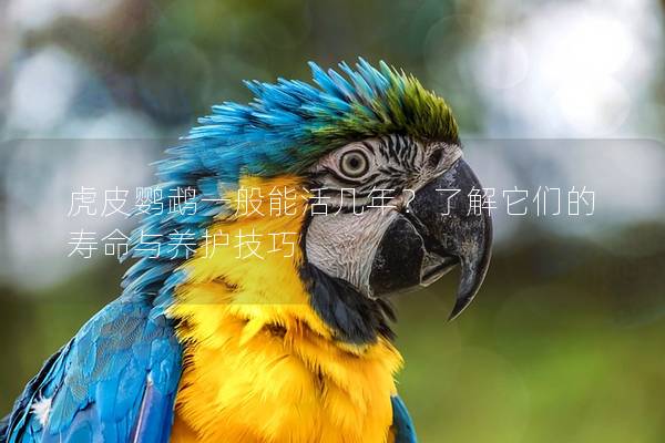 虎皮鹦鹉一般能活几年？了解它们的寿命与养护技巧