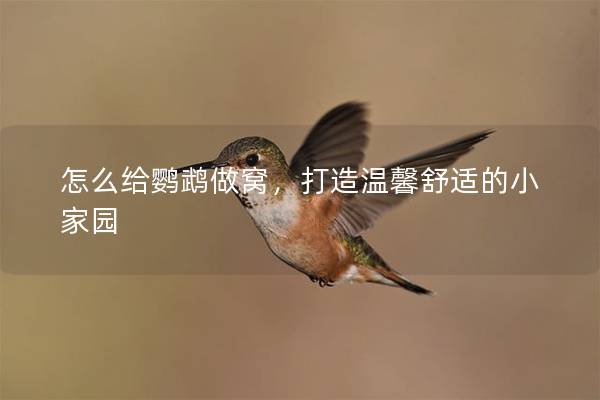 怎么给鹦鹉做窝，打造温馨舒适的小家园