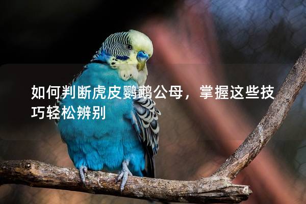 如何判断虎皮鹦鹉公母，掌握这些技巧轻松辨别