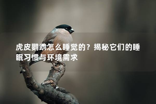 虎皮鹦鹉怎么睡觉的？揭秘它们的睡眠习惯与环境需求