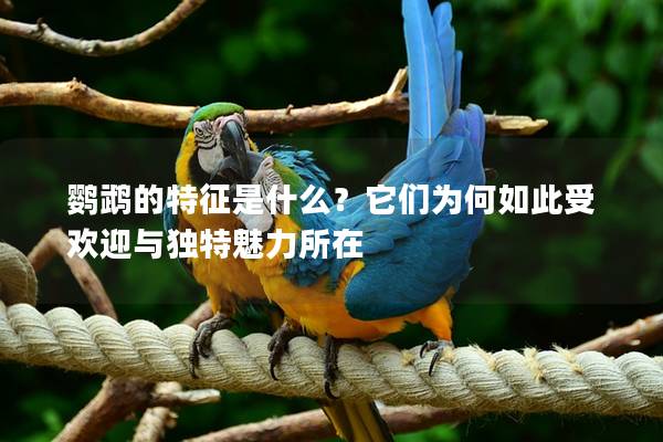 鹦鹉的特征是什么？它们为何如此受欢迎与独特魅力所在