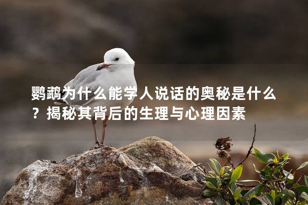 鹦鹉为什么能学人说话的奥秘是什么？揭秘其背后的生理与心理因素