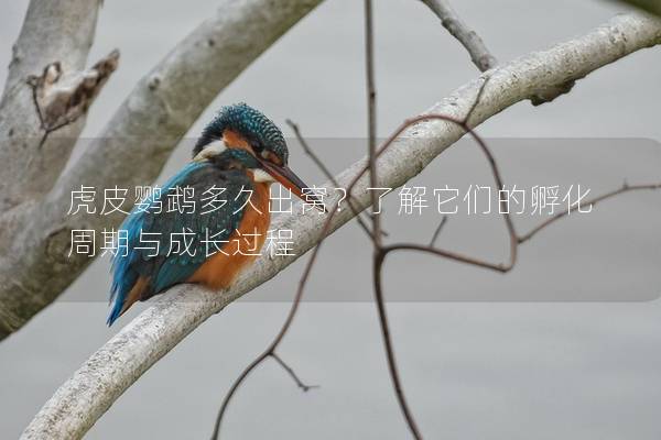 虎皮鹦鹉多久出窝？了解它们的孵化周期与成长过程