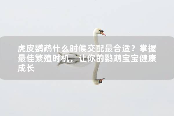 虎皮鹦鹉什么时候交配最合适？掌握最佳繁殖时机，让你的鹦鹉宝宝健康成长