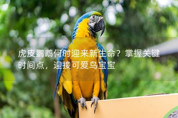 虎皮鹦鹉何时迎来新生命？掌握关键时间点，迎接可爱鸟宝宝