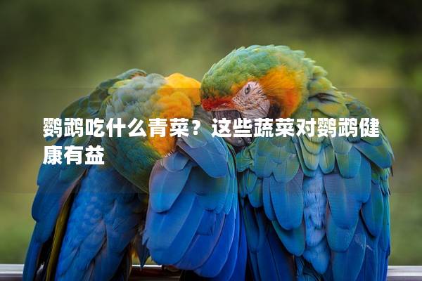 鹦鹉吃什么青菜？这些蔬菜对鹦鹉健康有益