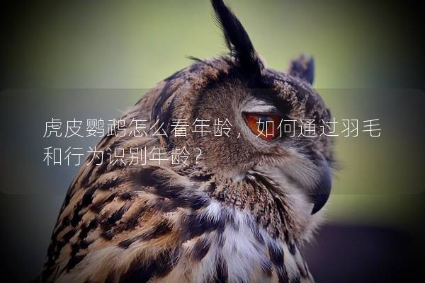 虎皮鹦鹉怎么看年龄，如何通过羽毛和行为识别年龄？