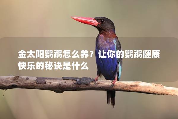金太阳鹦鹉怎么养？让你的鹦鹉健康快乐的秘诀是什么