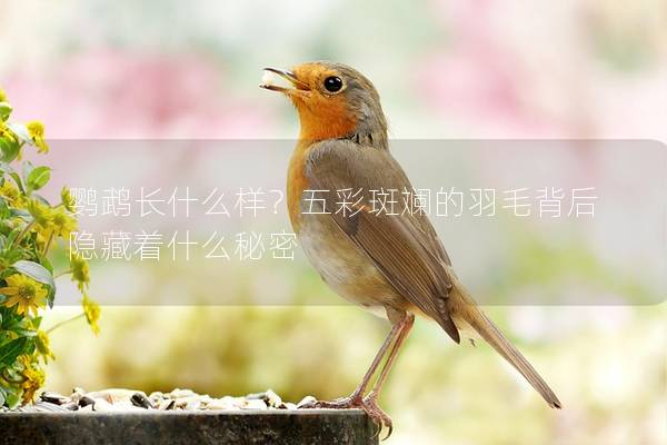 鹦鹉长什么样？五彩斑斓的羽毛背后隐藏着什么秘密