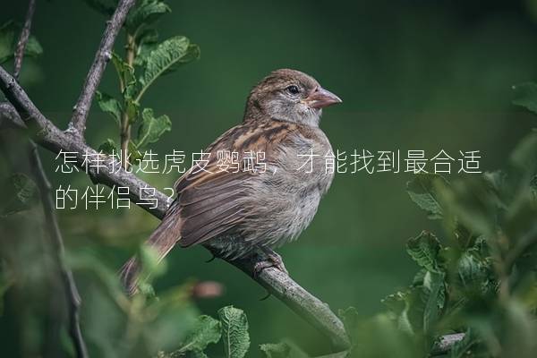 怎样挑选虎皮鹦鹉，才能找到最合适的伴侣鸟？