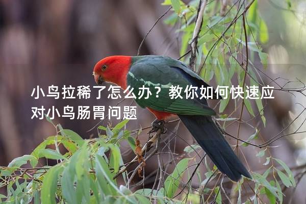 小鸟拉稀了怎么办？教你如何快速应对小鸟肠胃问题