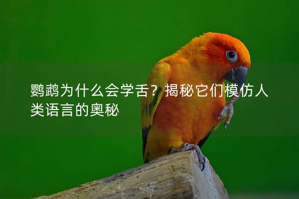 鹦鹉为什么会学舌？揭秘它们模仿人类语言的奥秘