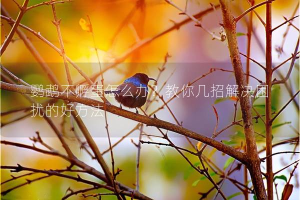 鹦鹉不孵蛋怎么办？教你几招解决困扰的好方法