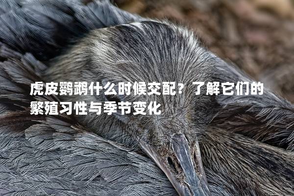 虎皮鹦鹉什么时候交配？了解它们的繁殖习性与季节变化