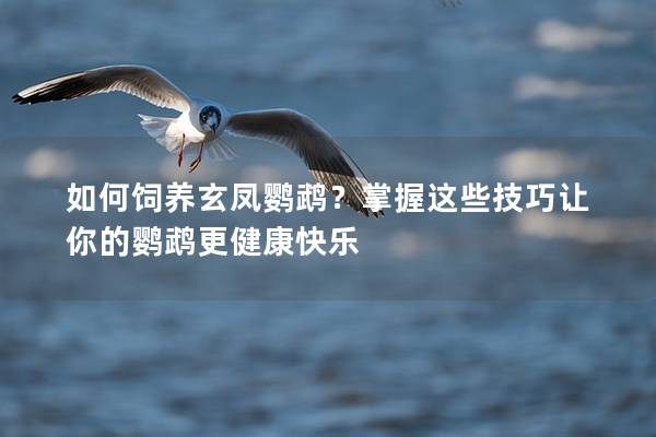 如何饲养玄凤鹦鹉？掌握这些技巧让你的鹦鹉更健康快乐